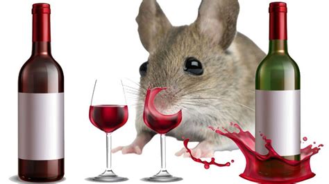 testing 8 bottles of wine with rats|how to find poisonous wines.